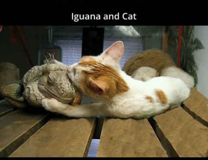 흔치않은 동물들의 우정 | 인스티즈