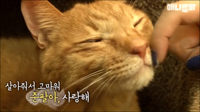 거식증 걸린 고양이 준팔이 그후 | 인스티즈