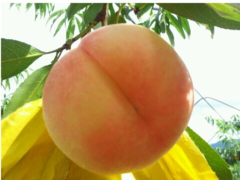 탱글탱글 복숭아 🍑 🔞 | 인스티즈
