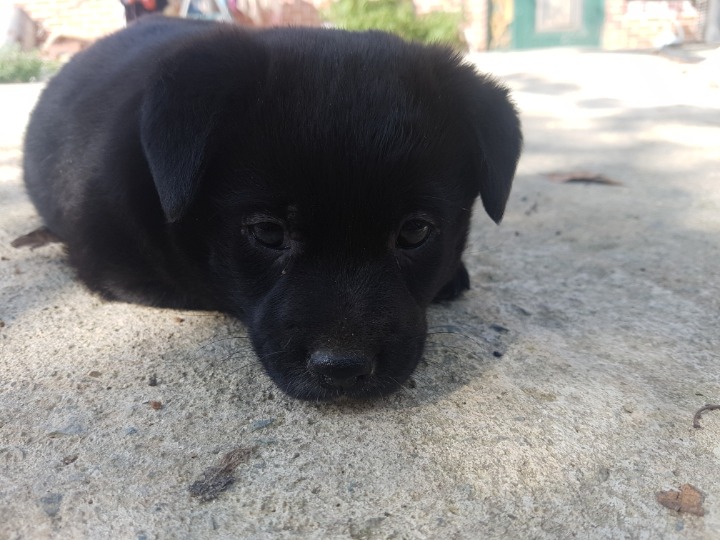 태어난지 두어달정도된 우리집 강아지들.jpg | 인스티즈