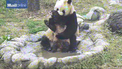 팬더 🐼 목욕하는 게시물 | 인스티즈
