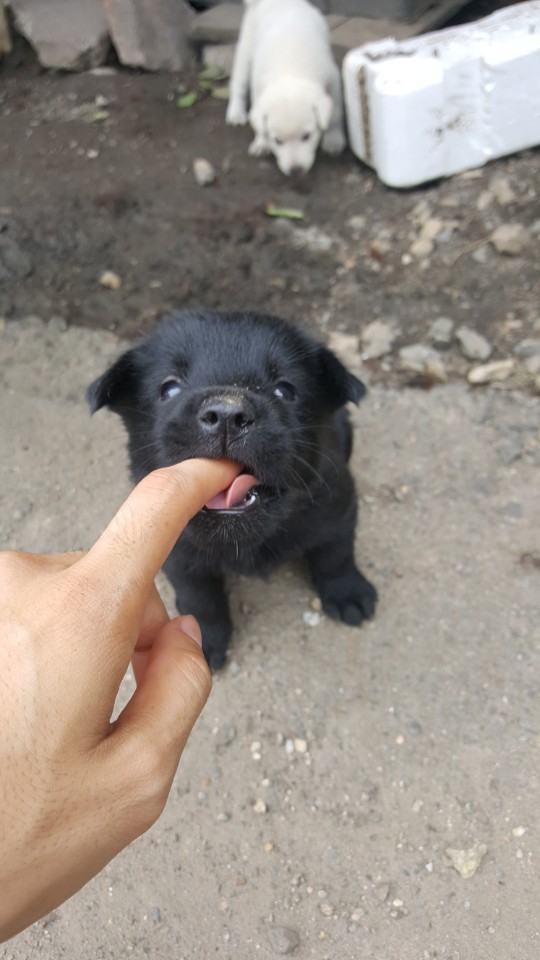 좀 전에 회사 앞 슈퍼에서 찍은 댕댕이들.jpg | 인스티즈