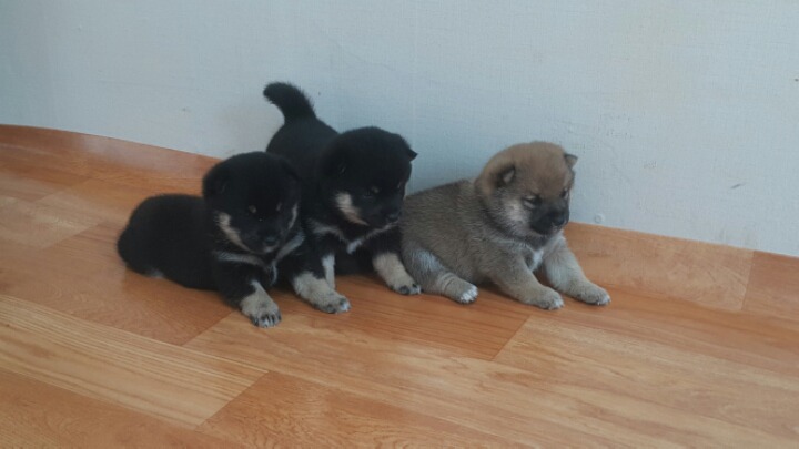 마메루 이미지