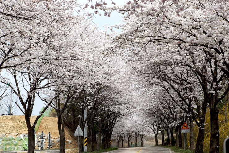 시산교차로 이미지