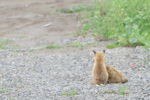 자연친화적 사진작가의 동화속 한 장면같은 사진작품들.jpg | 인스티즈