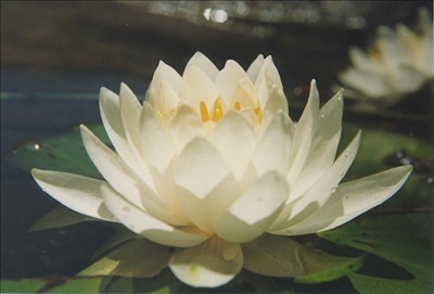 참사랑 이미지