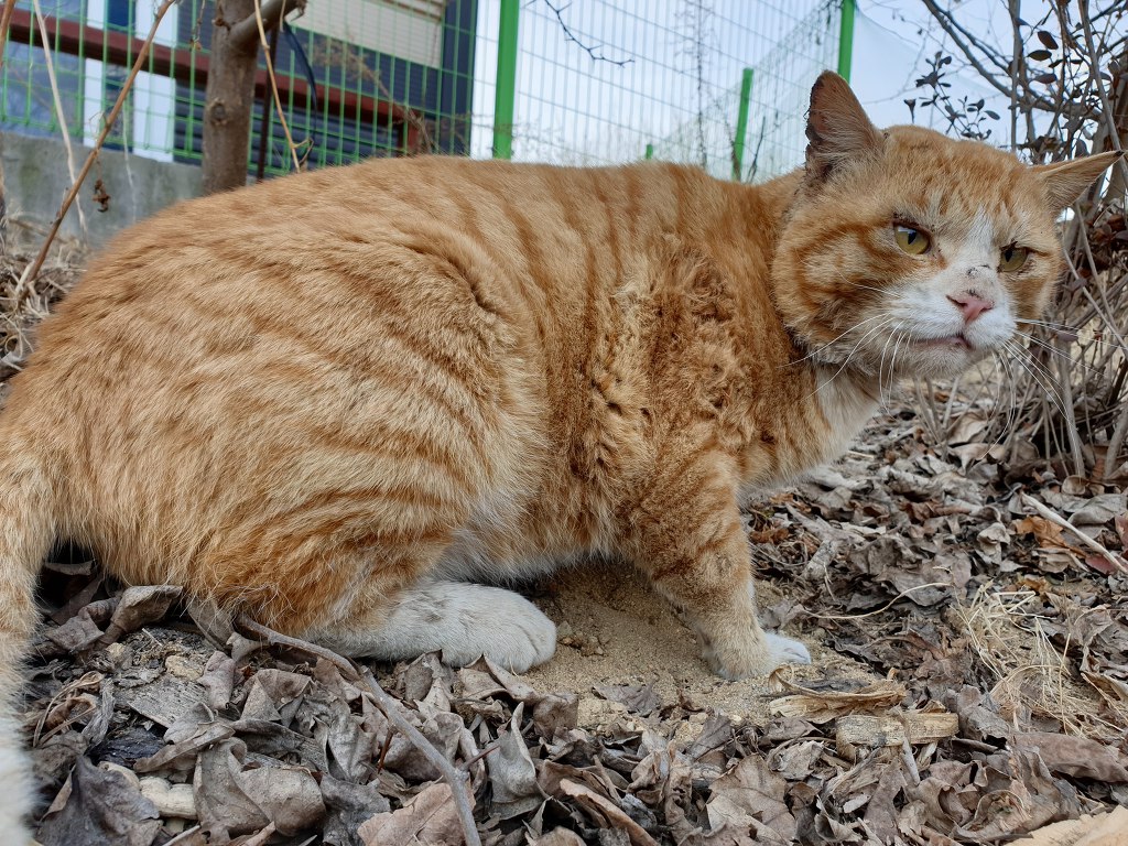 무적의 고양이 노랑이 | 인스티즈