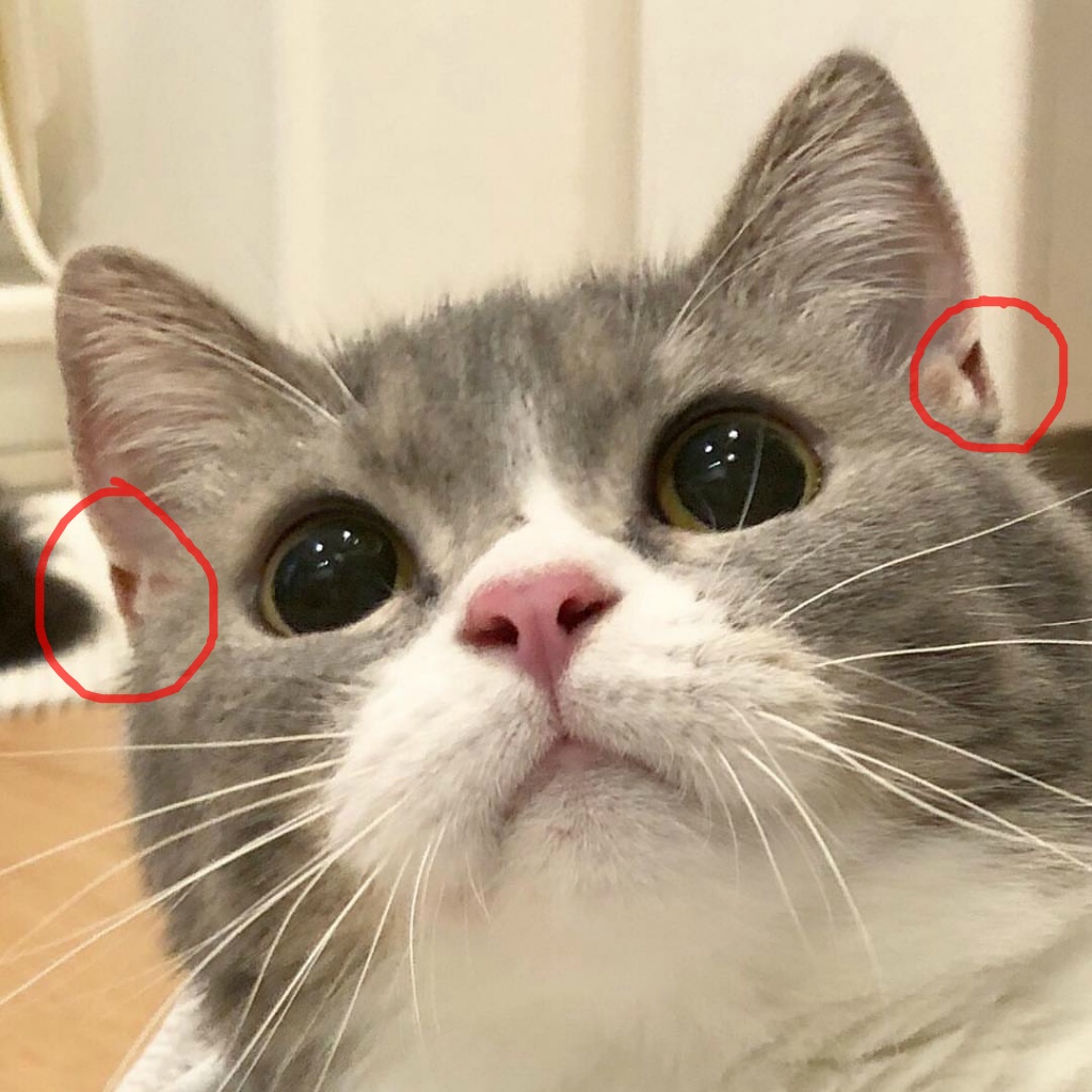 초보집사들 걱정시키는 고양이 특징 | 인스티즈