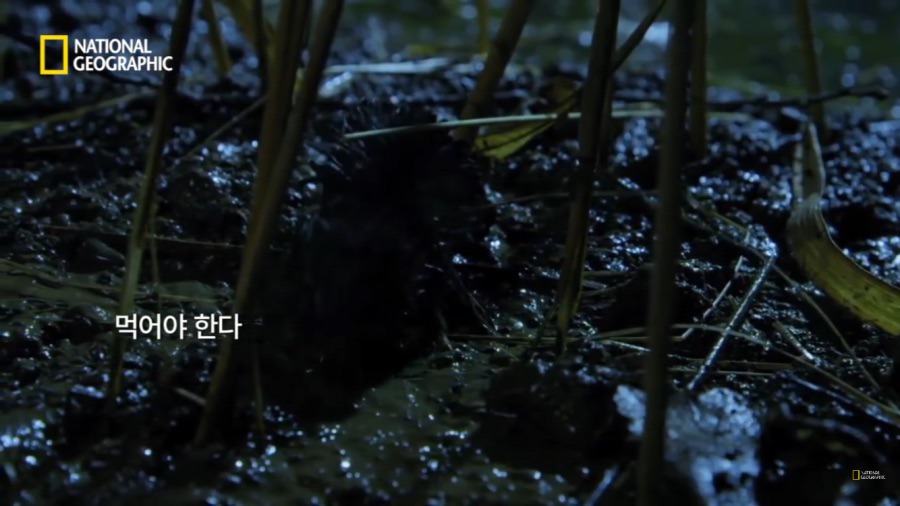 3시간만에 음식을 먹지 않으면 죽는 동물.jpg | 인스티즈