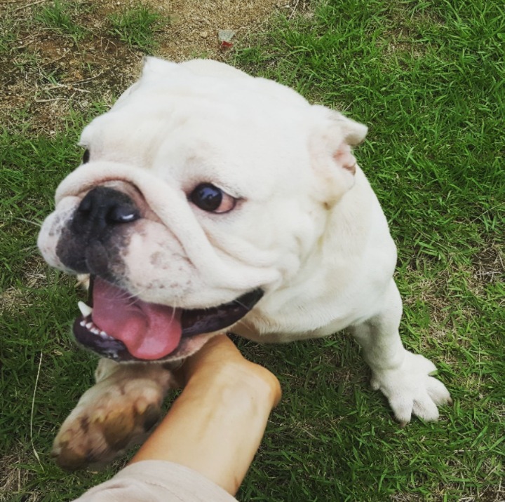 흰둥이 이미지