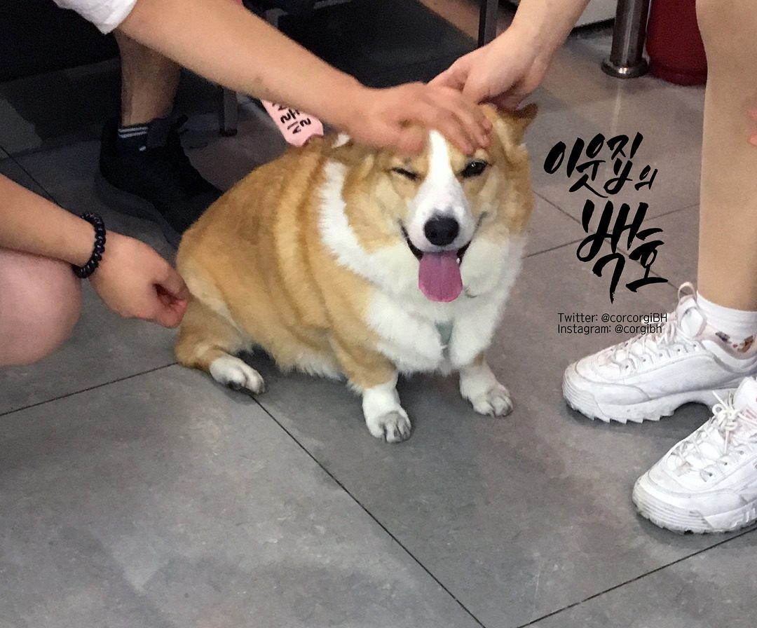 어느 댕댕이의 리드줄 문구.jpg | 인스티즈
