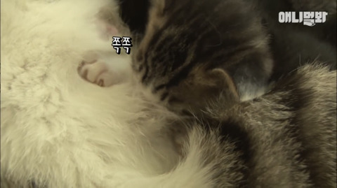새끼고양이 열마리 키우는 엄마냥이 | 인스티즈