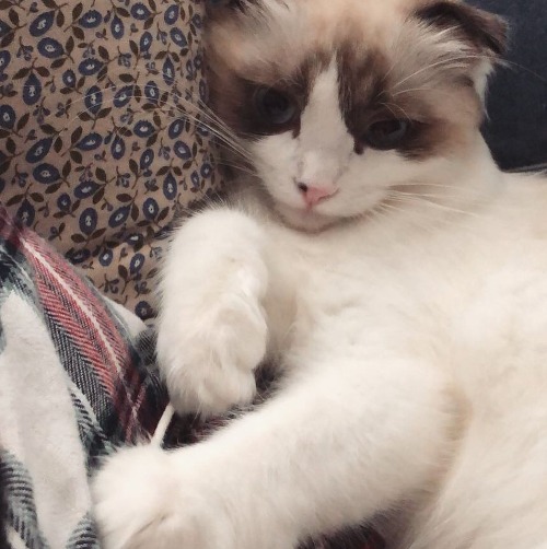 걸스데이 소진이 기르는 고양이 룽지(+밥이) | 인스티즈