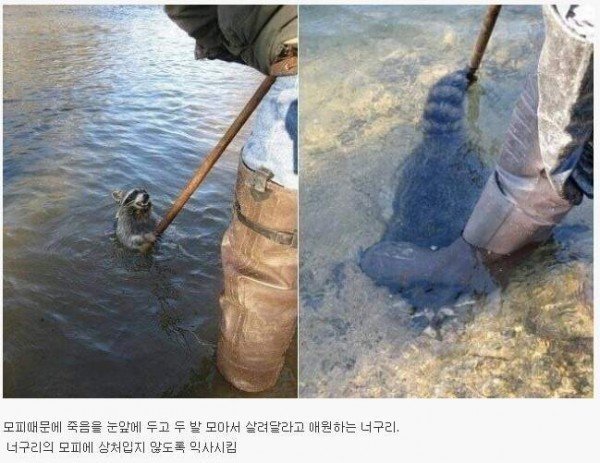 모피를 입지 말아야하는 이유 한장으로 정리 | 인스티즈