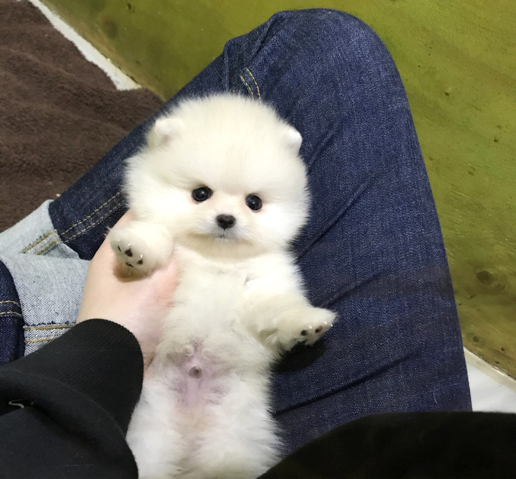 솜사탕 이미지
