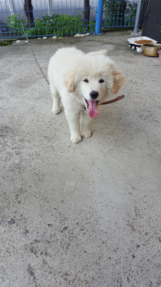 공장에 키우려 데려가는 멍멍이.jpg | 인스티즈