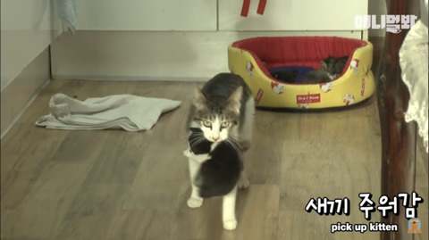 새끼고양이 열마리 키우는 엄마냥이 | 인스티즈