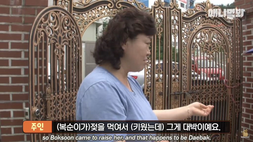 아기 고양이를 능숙하게 키우는 강아지의 사연은? | 인스티즈