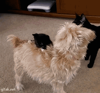 악령이 씌인 댕댕이.GIF | 인스티즈