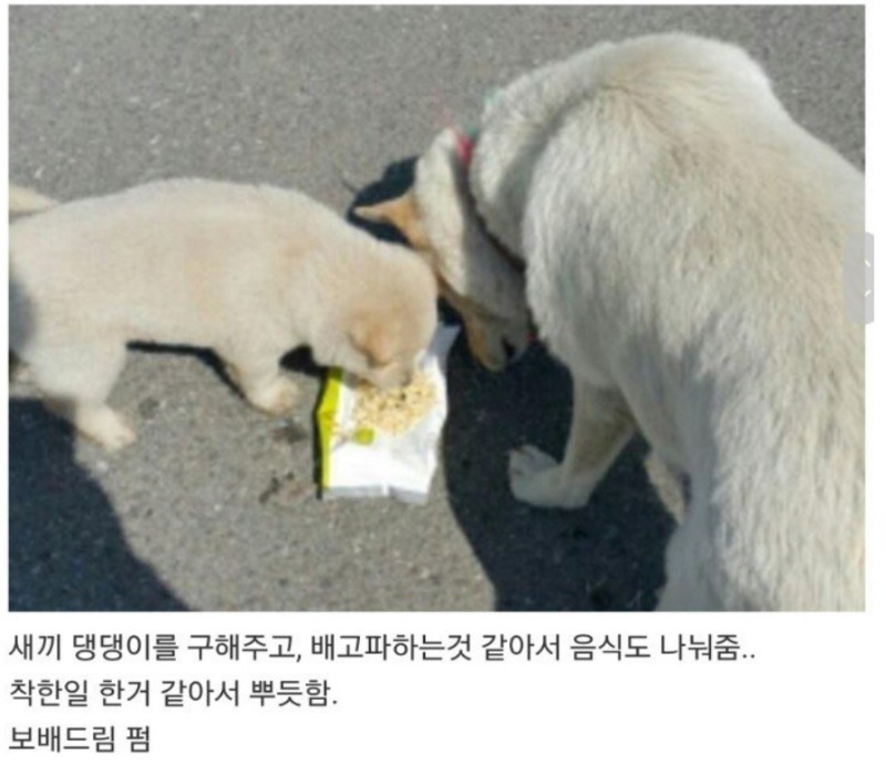 개가 따라온 이유 | 인스티즈