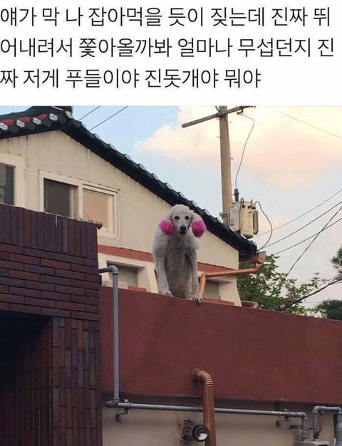 이게 진돗개야 푸들이.jpg | 인스티즈