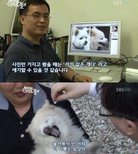사진상으론 짐작도 할 수 없을 정도로 나이가 많은 강아지들 | 인스티즈