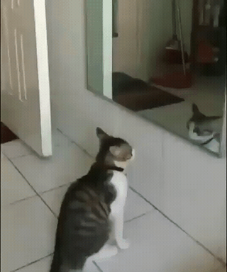 거울 처음 보는 고양이.gif | 인스티즈