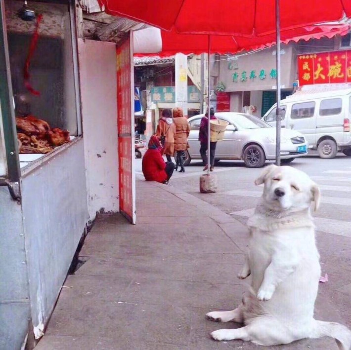 치킨이 먹고싶은 댕댕이 | 인스티즈