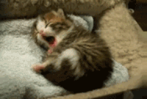 하품하는 동물들.gif | 인스티즈