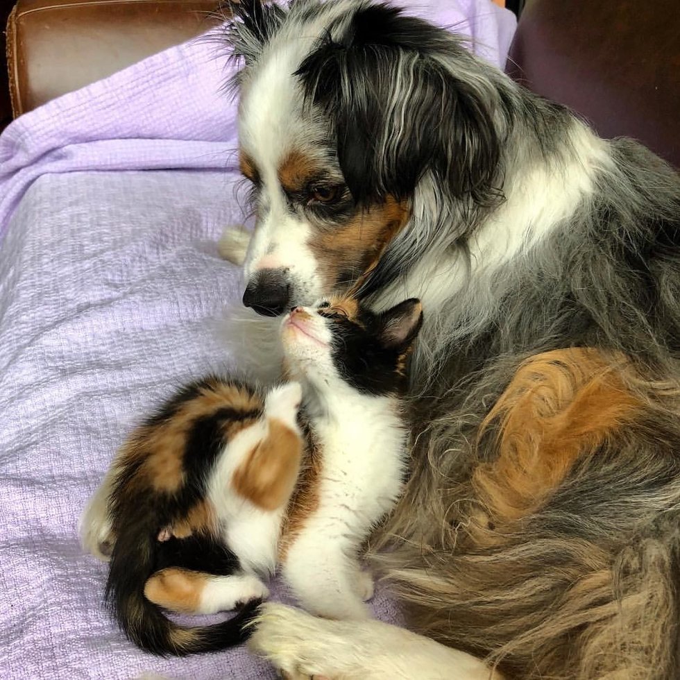 반려견 랄프가 죽은 고양이 친구를 너무 그리워해서.jpg | 인스티즈