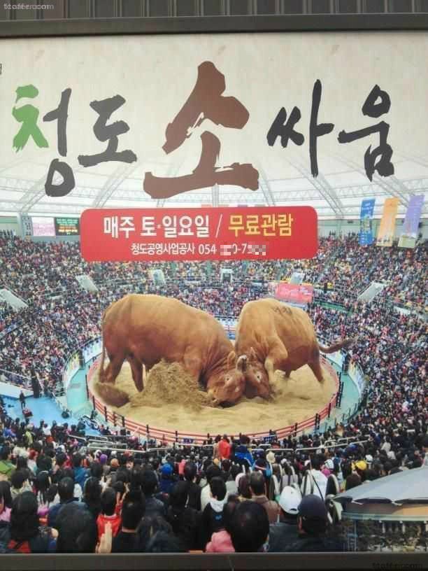 청도 가본 사람만 아는 싸움소 크기.jpg | 인스티즈