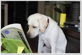 않이 서당개도 삼년이면 | 인스티즈