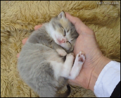 아기 고양이 | 인스티즈