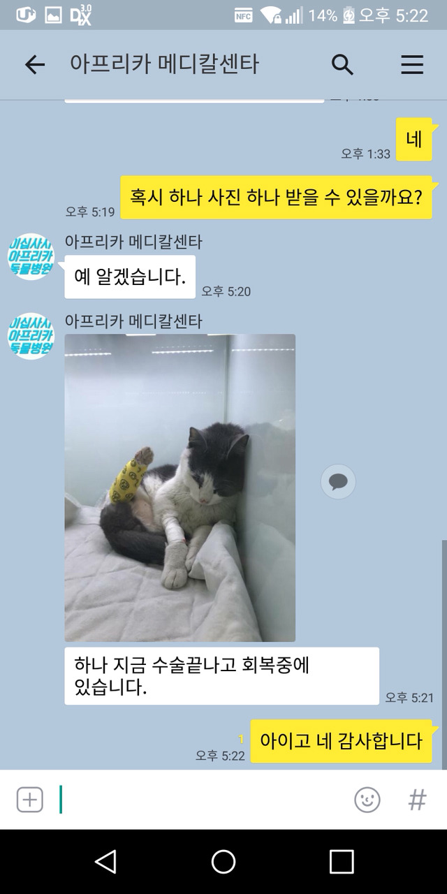다친 고양이 한번씩만 봐주라..!! 아직도 후원 중이야! | 인스티즈