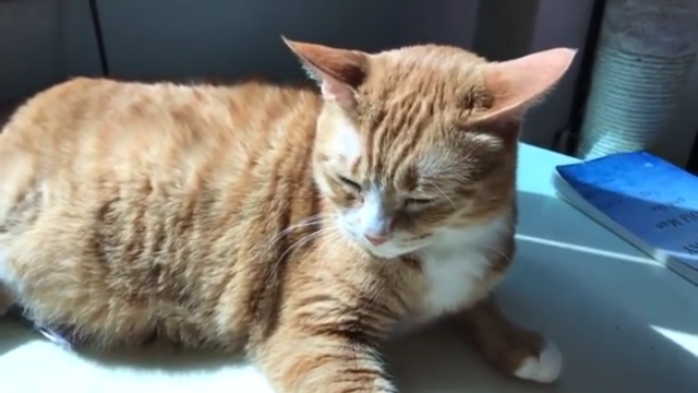 보고 있으면 힐링 되는 고양이 유튜브 채널 | 인스티즈