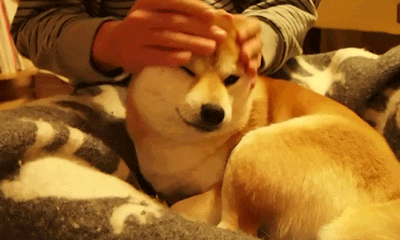 [데이터주의] 동물 움짤 .GIF | 인스티즈