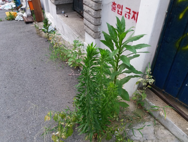 사람이 사라진 마을의 모습.jpg | 인스티즈