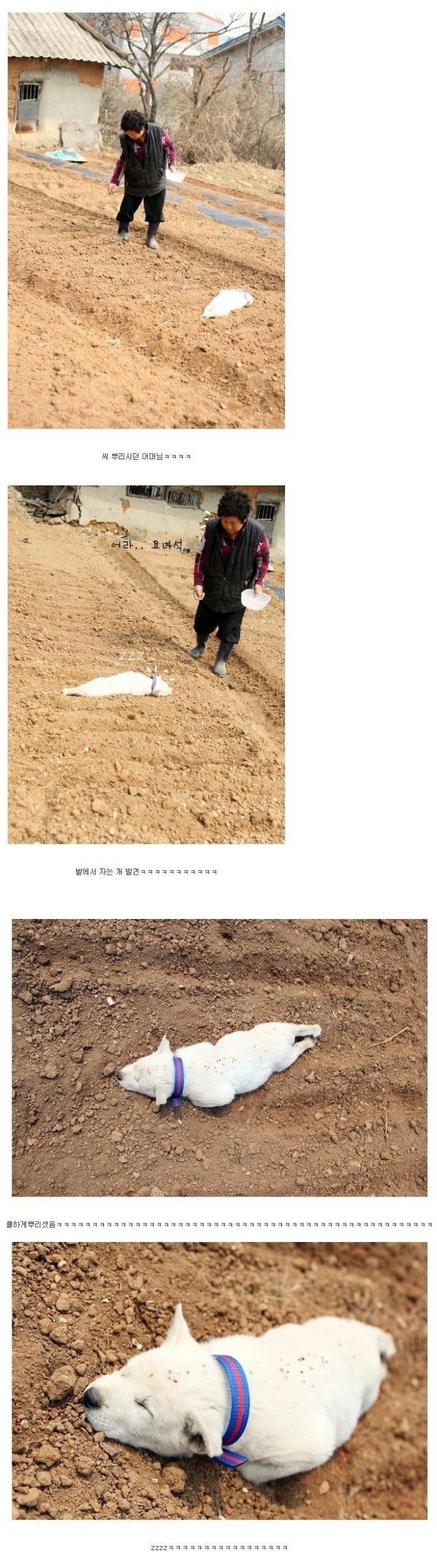 밭에서 자고 있던 댕댕이 | 인스티즈