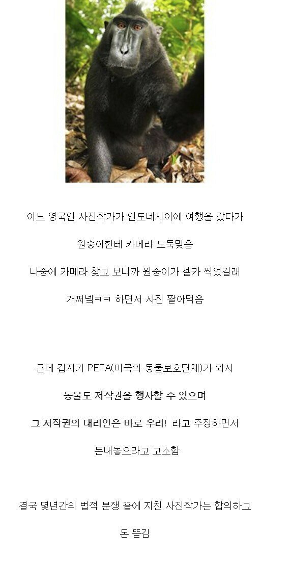 ??? : 원숭이가 찍은 사진으로 돈범 ㅋㅋㅋㅋㅋㅋㅋㅋㅋㅋㅋㅋㅋ | 인스티즈