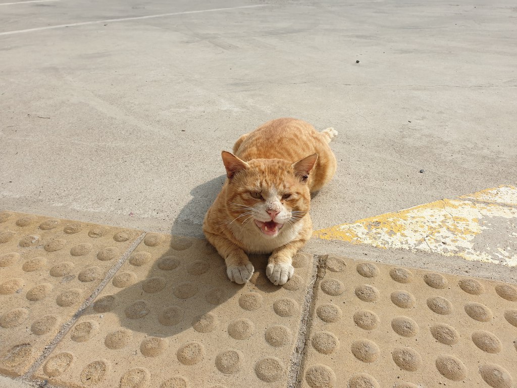 무적의 고양이 노랑이 | 인스티즈