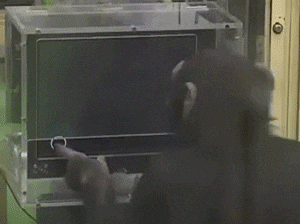 침팬지의 ㅎㄷㄷ한 기억력 .gif | 인스티즈