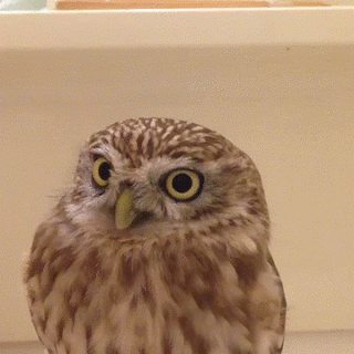 올빼미 꽃단장 gif | 인스티즈