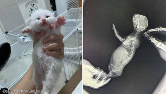 배가 심하게 부푼 아기 고양이 | 인스티즈