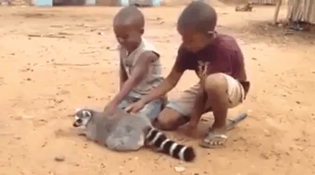 닝겐 손길이 기분좋은 동물들.gif | 인스티즈