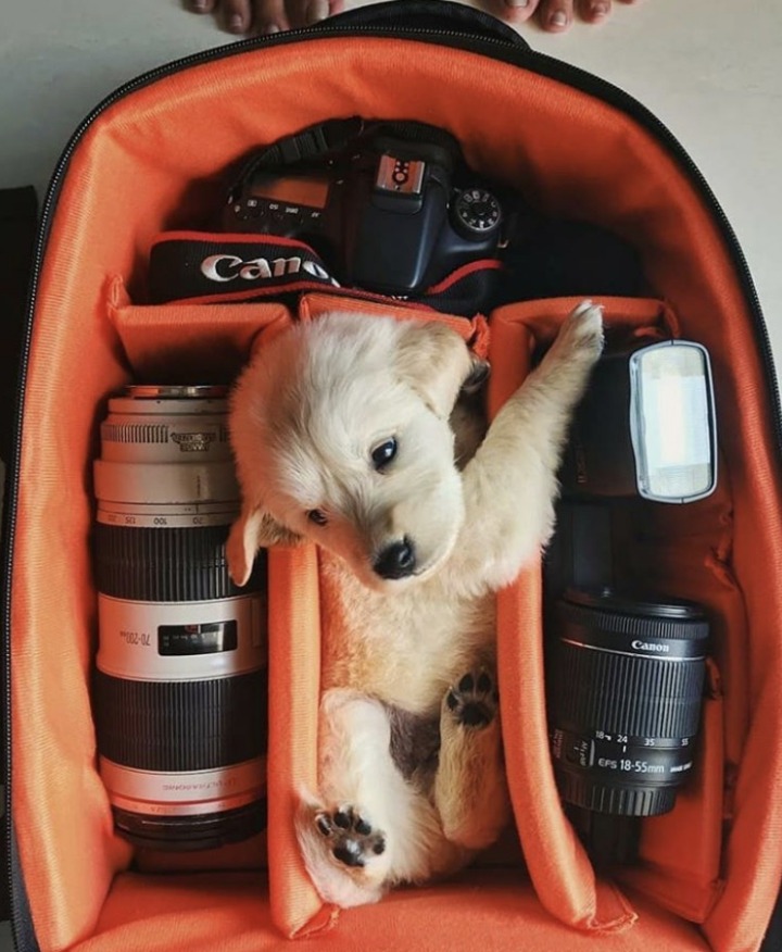개와 고양이.jpg | 인스티즈