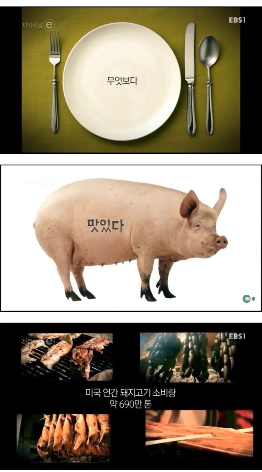 돼지에 대한 편견과 오해.jpg | 인스티즈