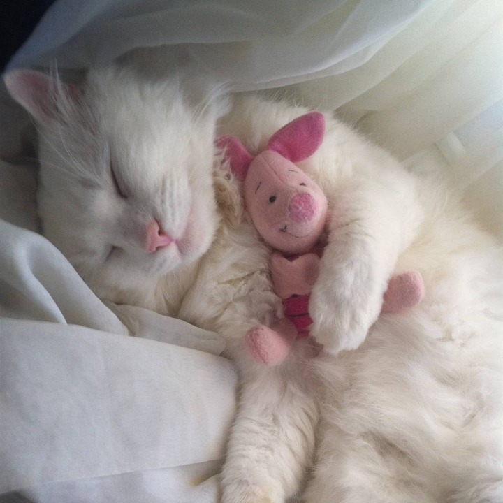 개와 고양이.jpg | 인스티즈
