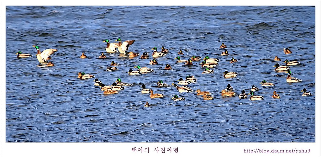 백조 이미지