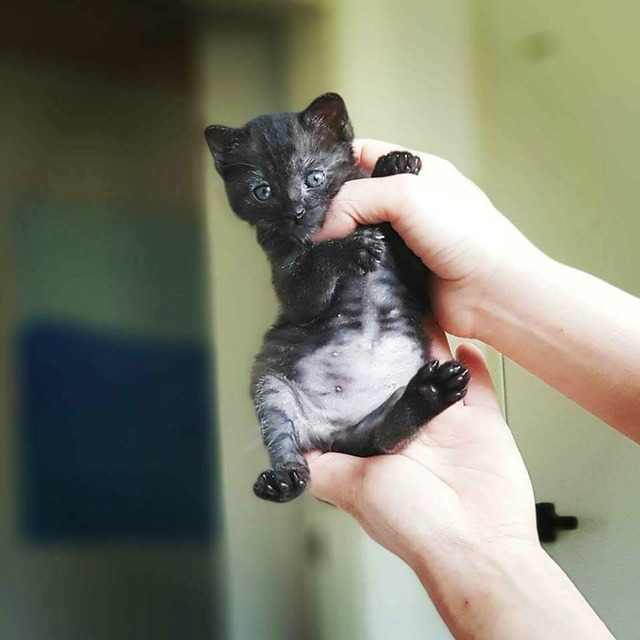 고양이를 만드는 디씨인.jpg | 인스티즈