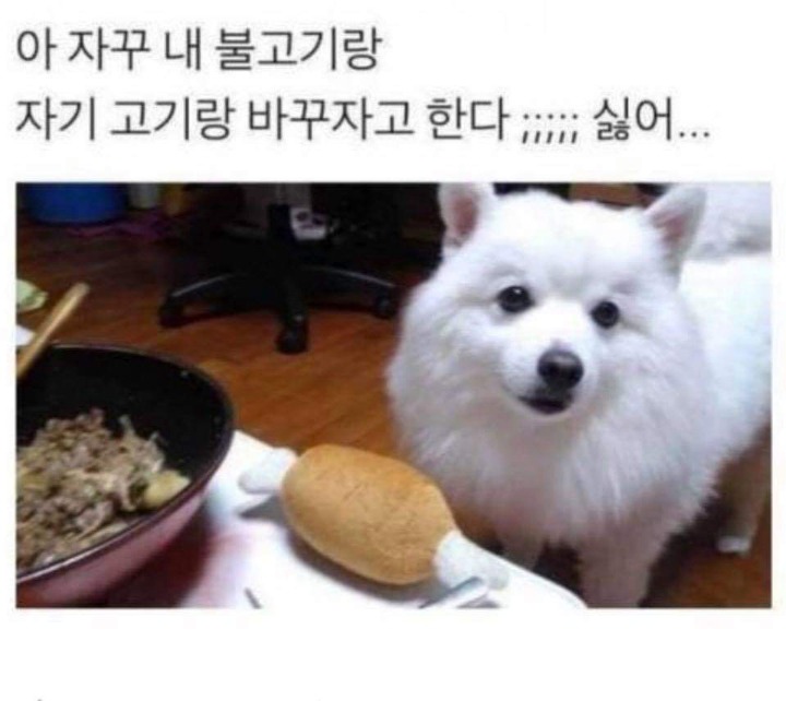 딜을 원하는 댕댕이 | 인스티즈